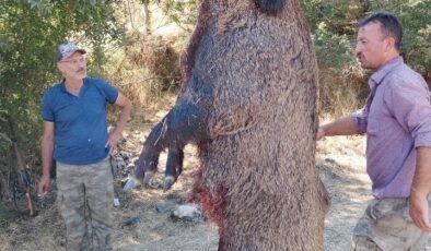285 kiloluk dev domuz görenleri hayrete düşürdü