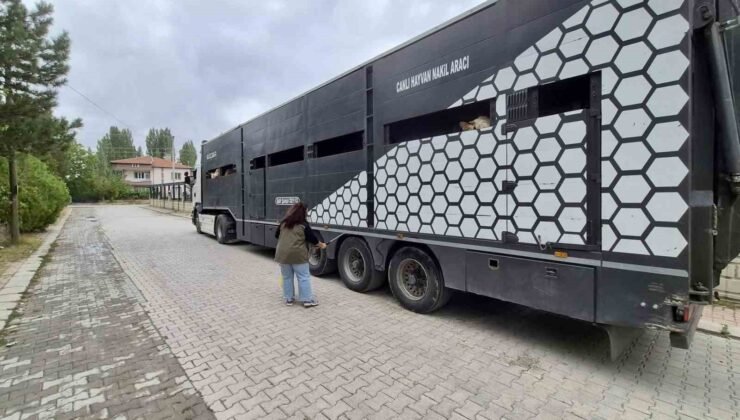 Afyonkarahisar’da hayvan sevklerine yönelik kontroller sürüyor