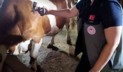 Afyonkarahisar’da şap hastalığıyla mücadele sürüyor