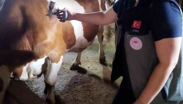 Afyonkarahisar’da şap hastalığıyla mücadele sürüyor