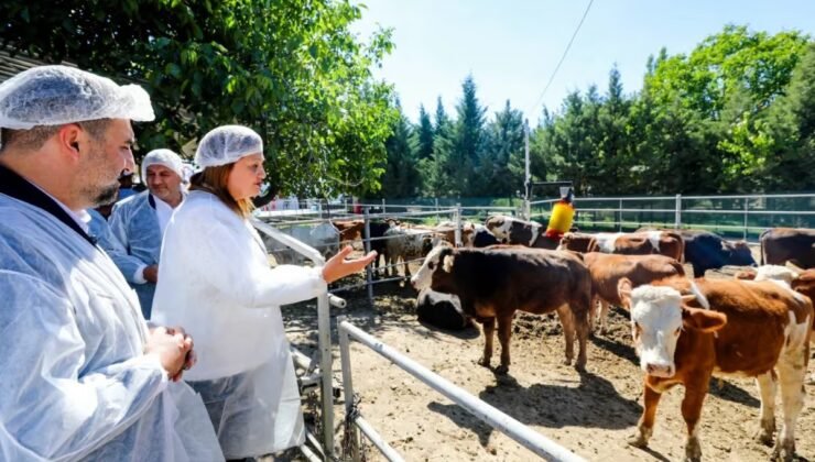 Belediye vatandaşın ucuz et ihtiyacını karşılamak için besi çiftliği kurdu