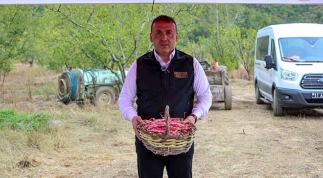Bilecik’te her yıl 4 bin 500 ton taze barbunya hasadı yapılıyor