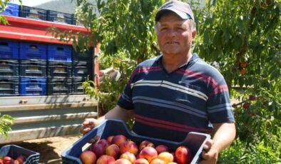 Bu nektarinin yüzde 70’i yurt dışına gidiyor