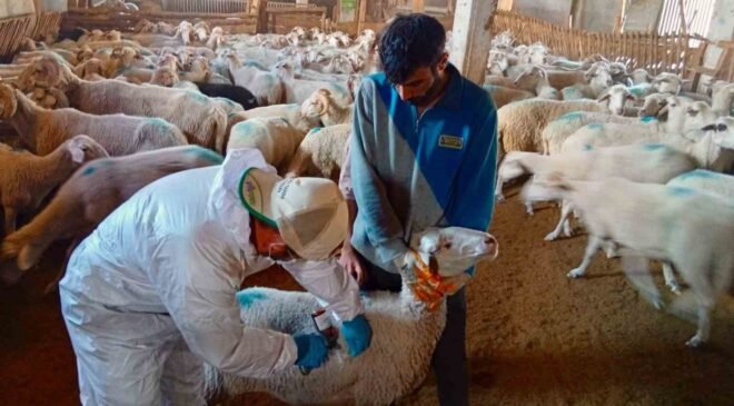 Çay ve Evciler’de küçükbaş hayvanlara kayıt ve aşılama çalışması