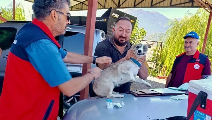 Çay’da evcil hayvanlara kimliklendirme ve kuduz aşısı yapıldı