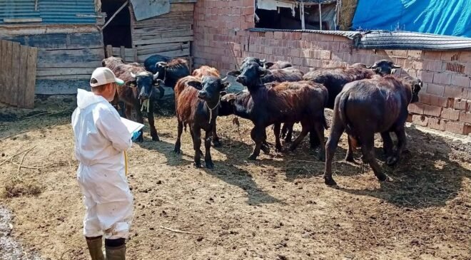 Çay’da sonbahar aşılama kampanyası sürüyor
