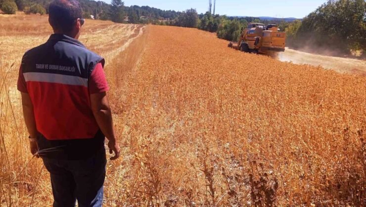 Domaniç’te aspir hasadı başladı: Üreticiye yüzde 75 hibe desteği