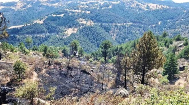 Emet’te çıkan orman yangınında 2 hektar alan zarar gördü