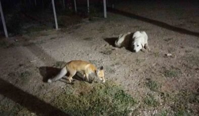 Eskişehir’de eve misafir olan tilki beslediler