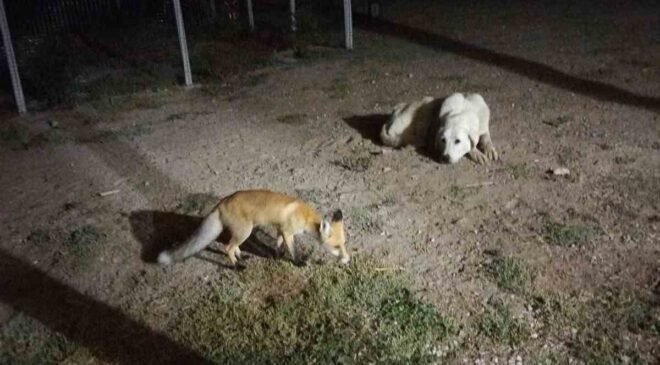 Eskişehir’de eve misafir olan tilki beslediler