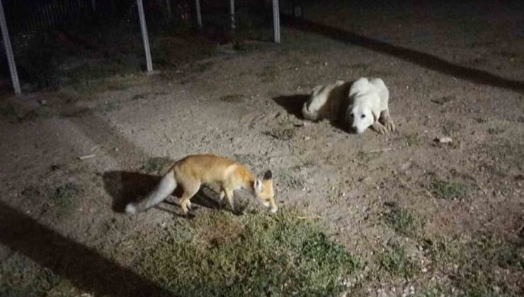 Eskişehir’de eve misafir olan tilki beslediler