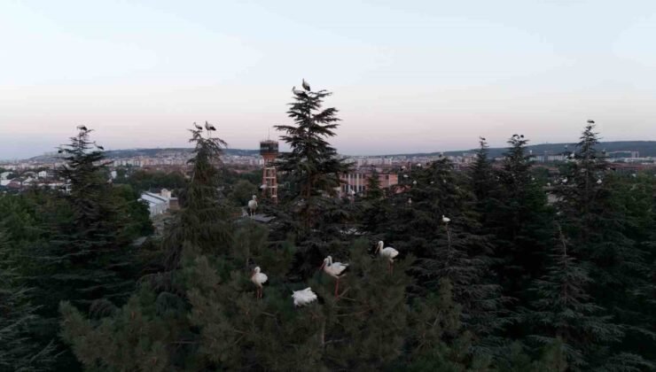 Göç yolculuğuna mola veren leylekler dron ile görüntülendi