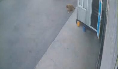 Görenlerin içini sızlatan görüntü