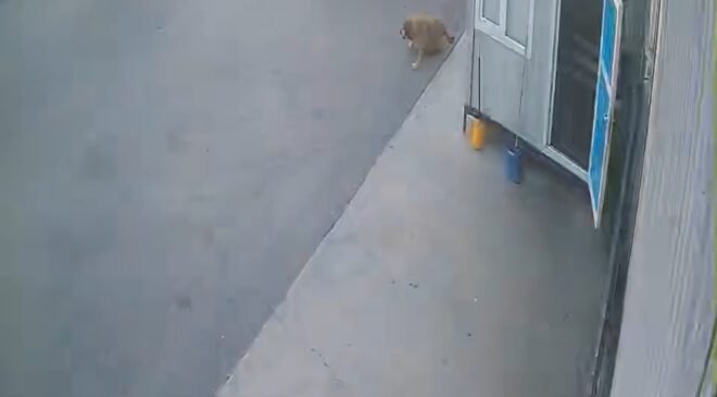 Görenlerin içini sızlatan görüntü