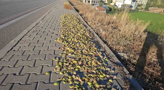 Hisarcık’ta elmalar kaldırımlara serildi: İlginç görüntüler ortaya çıktı