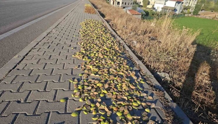 Hisarcık’ta elmalar kaldırımlara serildi: İlginç görüntüler ortaya çıktı