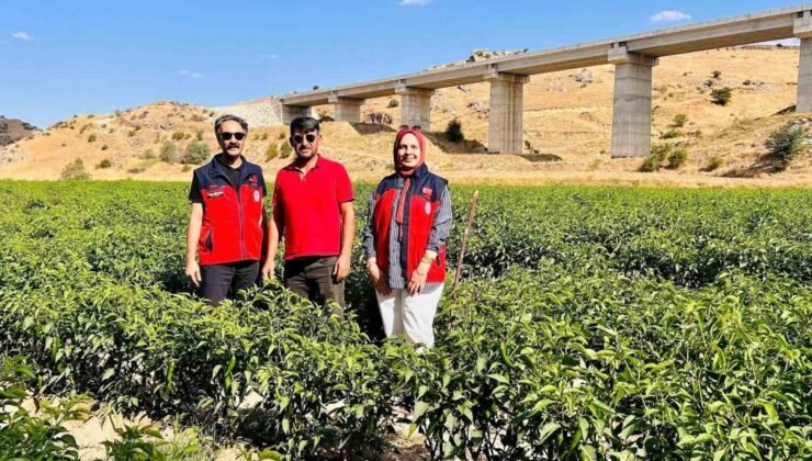 İscehisar’da jalapeno biber arazilerinde saha kontrolü