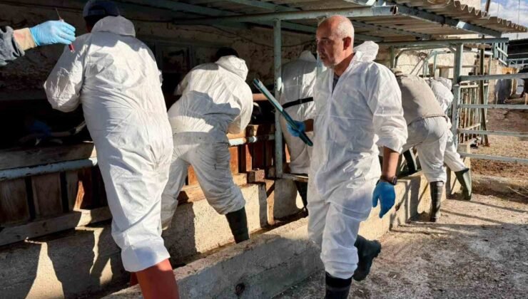 İthal büyükbaş hayvanların sağlık kontrolleri yapıldı