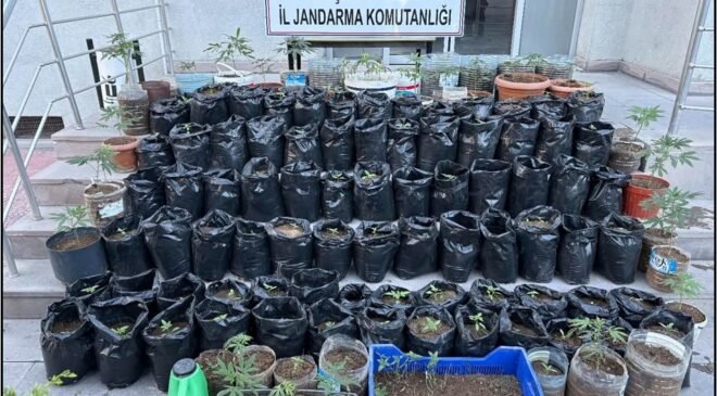 Jandarma saksılarda yetiştirilen 161 kök kenevir bitkisi ile esrar ele geçirdi