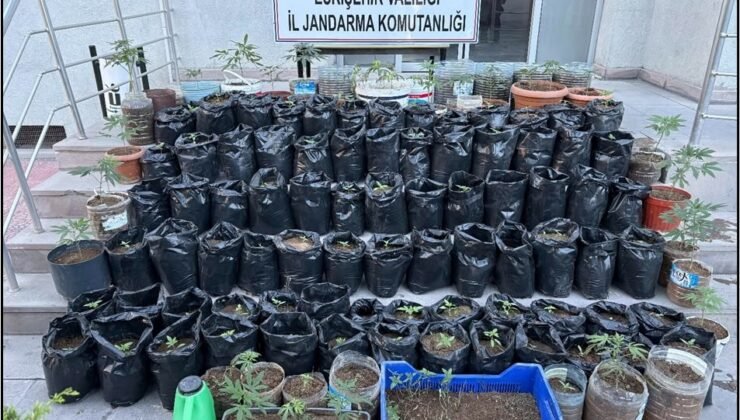 Jandarma saksılarda yetiştirilen 161 kök kenevir bitkisi ile esrar ele geçirdi