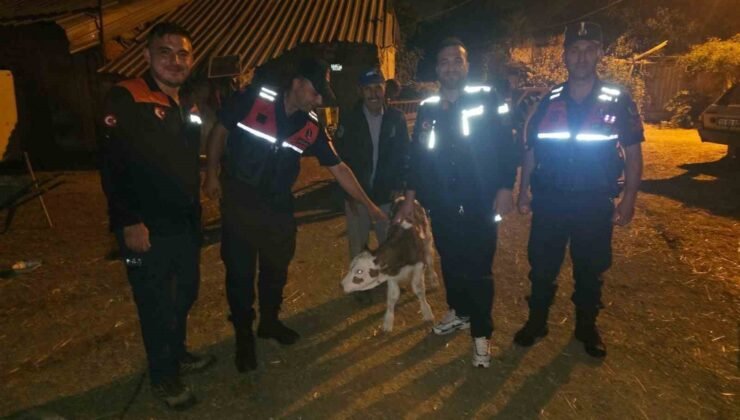 Kayıp büyükbaş hayvan, tarlada doğum yapmış halde bulundu