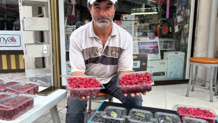 Kıraç arazileri aronya ve ahududugil yetiştirerek değerlendirdi