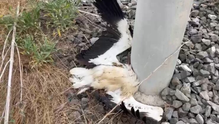 Kütahya’da çok sayıda leylek ölü bulundu