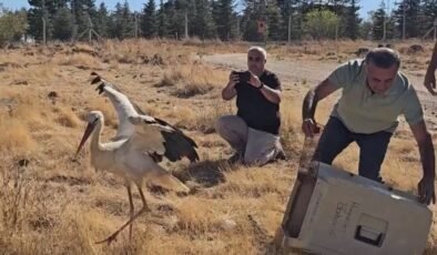 Ölen eşinin başında 5 gün boyunca bekleyen leylek tedavisinin ardından doğaya salındı