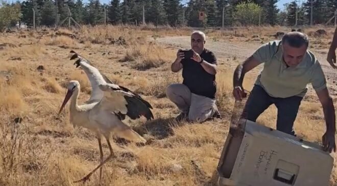 Ölen eşinin başında 5 gün boyunca bekleyen leylek tedavisinin ardından doğaya salındı