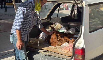 Otomobil bagajında minik “Kezban’ın” tedavisi yapıldı