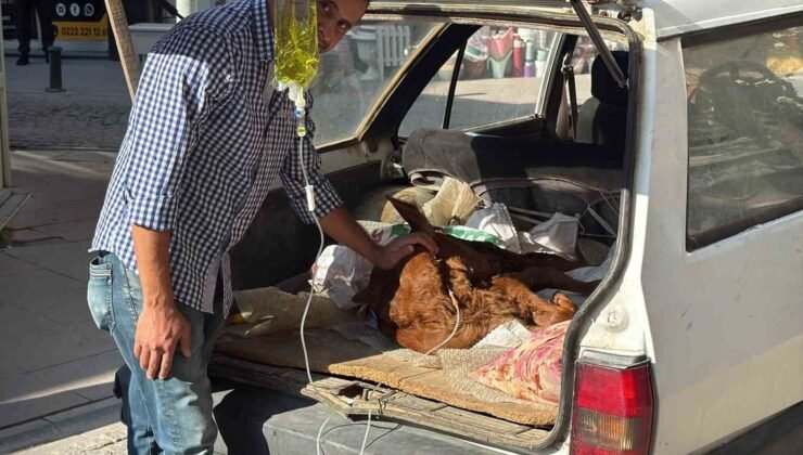 Otomobil bagajında minik “Kezban’ın” tedavisi yapıldı