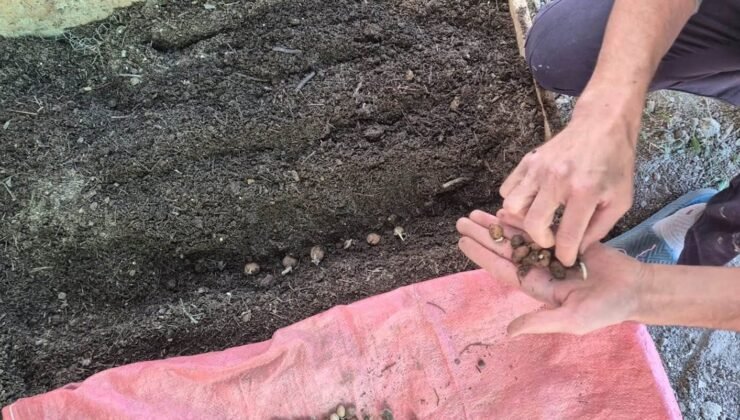 Pazarlar’da salep üretim alanında ekim kontrolü