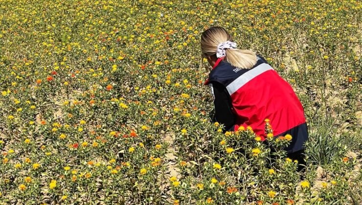Simav Başkonak köyünde aspir projesi alanları kontrol edildi