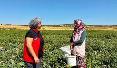 Turşuluk salatalık hasadı sürüyor