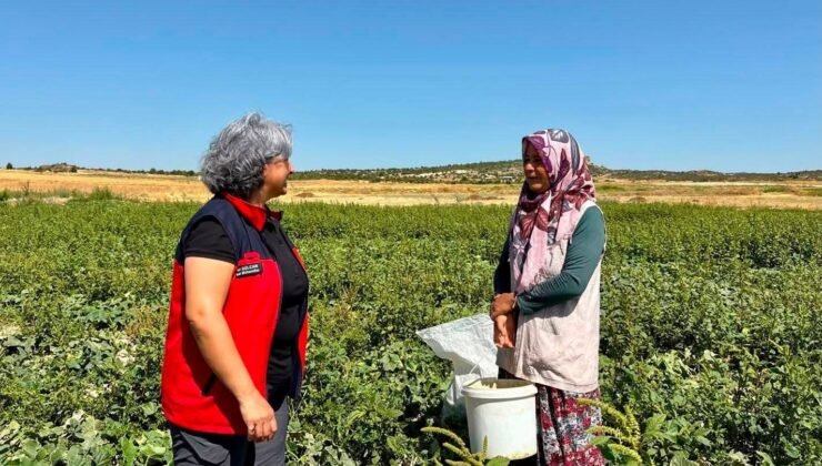 Turşuluk salatalık hasadı sürüyor