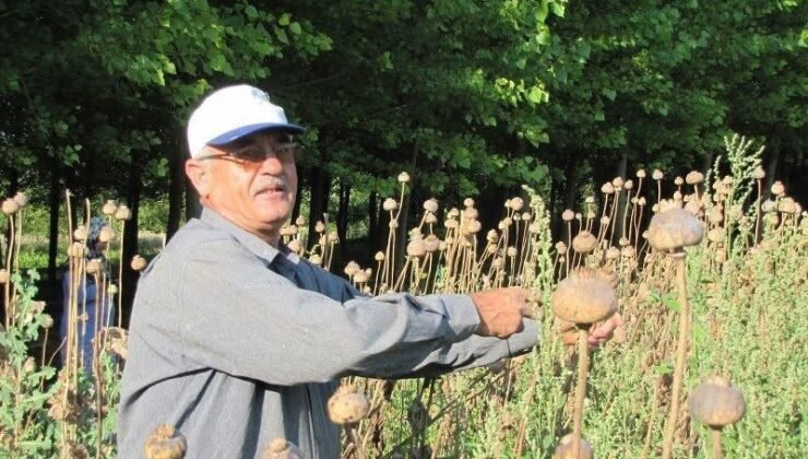 Üreticilerden haşhaş tohumu alım yapılacak
