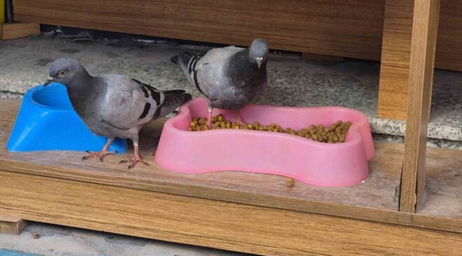 Üşüyüp acıkan güvercinler kediler için konulan kuru mamaları yedi
