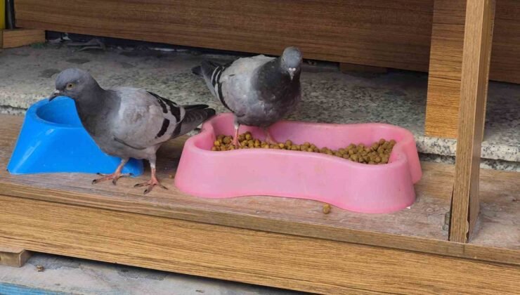 Üşüyüp acıkan güvercinler kediler için konulan kuru mamaları yedi