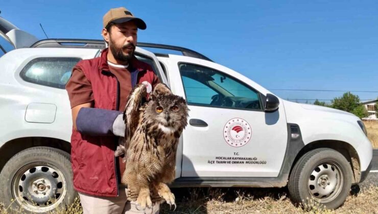 Yaralı puhu kuşu koruma altına alındı