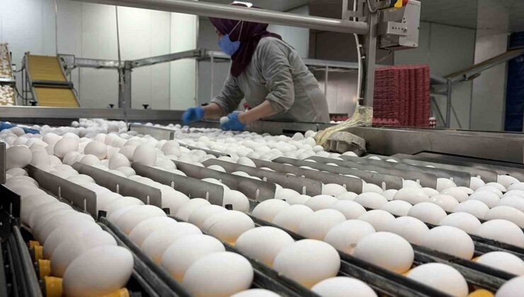 Yumurta üreticilerinin gözü Tahıl Koridoru’nda