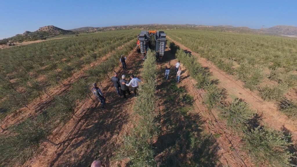 Çanakkale’nin zeytinyağı dünya sahnesinde: Ninurta dünya altıncısı