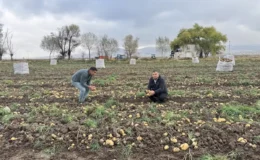 Aksaray Gülağaç’ta patates hasadı: tarlada kilosu 17 TL, kalan ürünler vatandaşlara ücretsiz