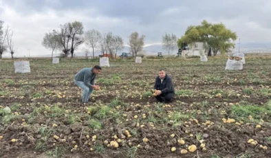 Aksaray Gülağaç’ta patates hasadı: tarlada kilosu 17 TL, kalan ürünler vatandaşlara ücretsiz