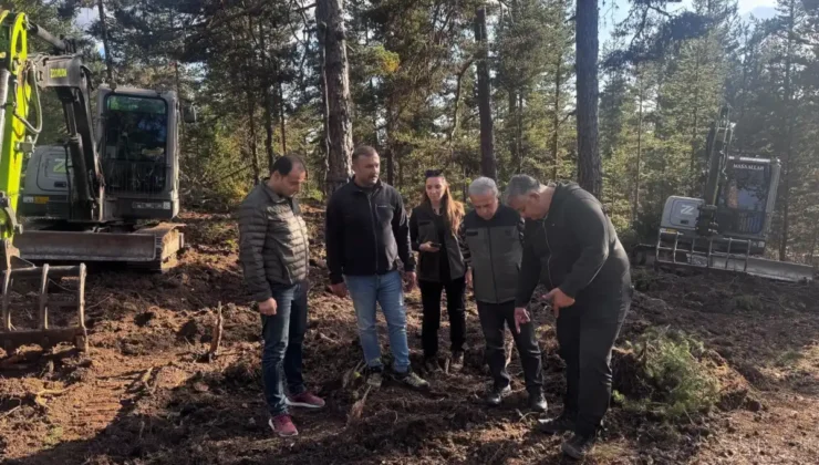 Beypazarı’nda 50 hektarlık alanda doğal gençleştirme çalışması