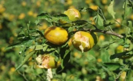 Hasat öncesi dolu ve fırtına mandalina üreticisini vurdu