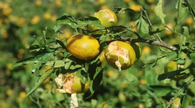 Hasat öncesi dolu ve fırtına mandalina üreticisini vurdu