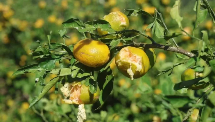 Hasat öncesi dolu ve fırtına mandalina üreticisini vurdu