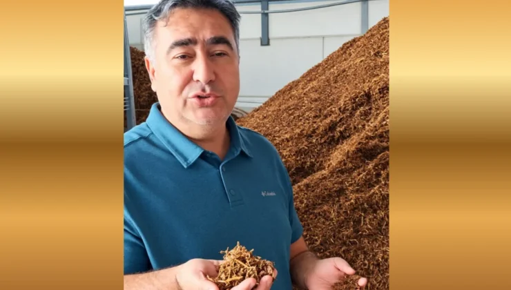 İthal üzüm yerli üreticiyi zor durumda bıraktı